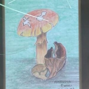 Trio of Original Mushroom Art